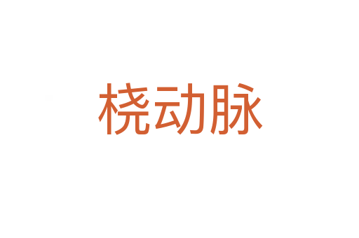 橈動脈